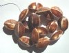 16 inch strand of Cockle Shells